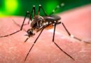 Alerta dengue: siguen en alza los casos y llaman a eliminar los criaderos del mosquito transmisor