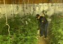 Policía Federal descubre un cultivo de marihuana en la casa de un contador