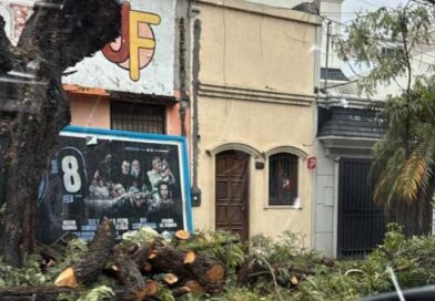 La Municipalidad multó a particulares que realizaron poda de árboles  en Alsina y Belgrano