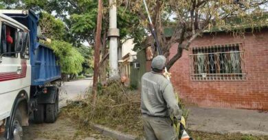 La Municipalidad realizó más de 100 intervenciones en thevetias afectadas por una plaga estacional