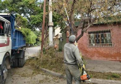 La Municipalidad realizó más de 100 intervenciones en thevetias afectadas por una plaga estacional