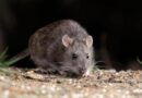 Alerta sanitaria en Bariloche por un nuevo caso de hantavirus
